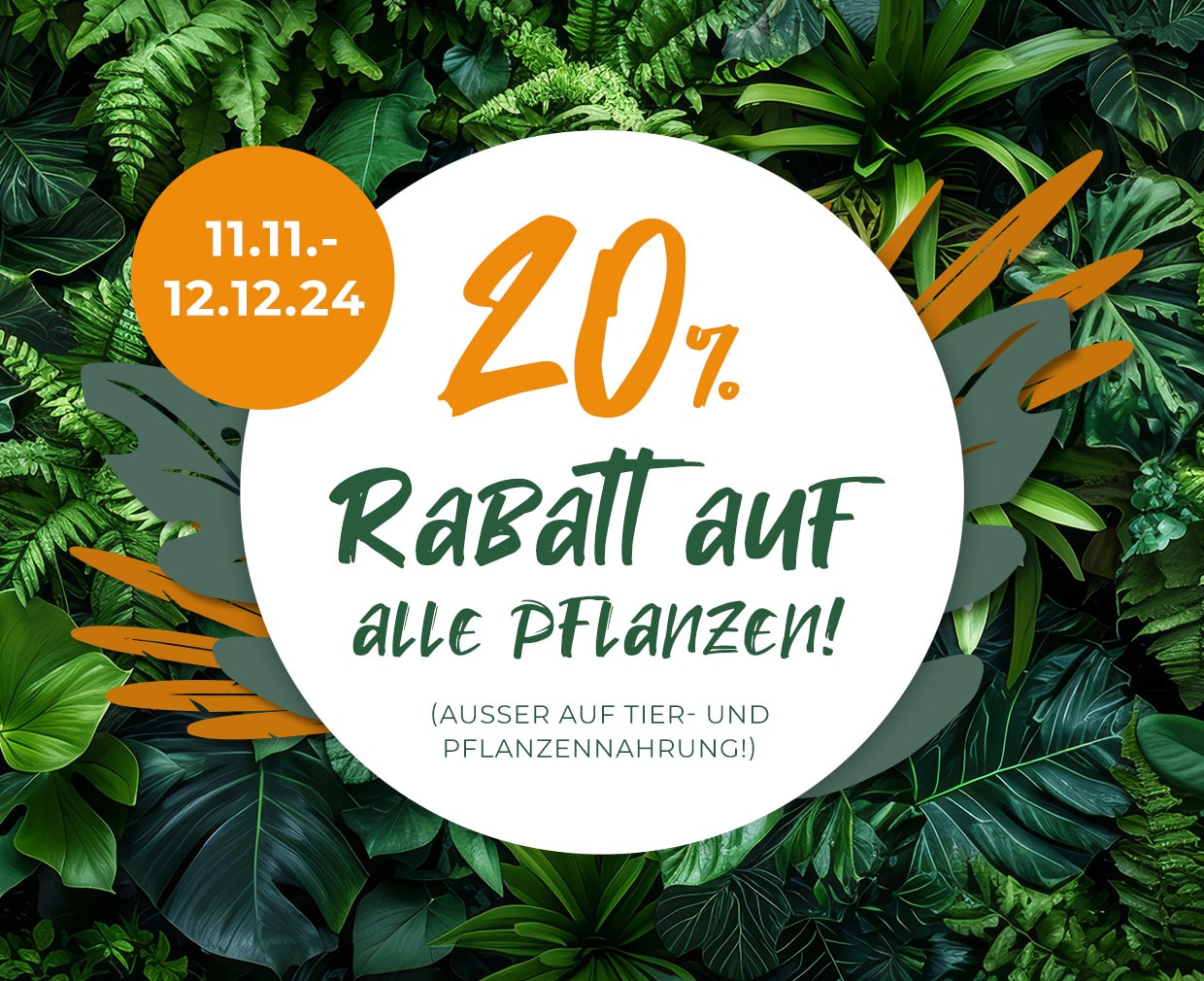 11.11. - 12.12.24 20% Rabatt auf alle Pflanzen!